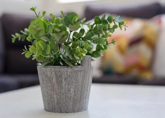 Barca Palms * Lajita